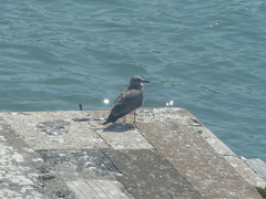 Larus michahellis