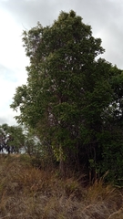 Stereospermum euphorioides