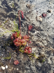 Drosera admirabilis