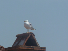 Larus michahellis