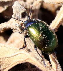 Chrysolina auripennis