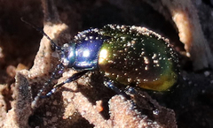 Chrysolina auripennis