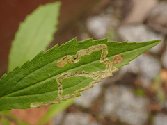 Nemorimyza posticata