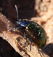 Chrysolina auripennis