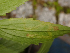 Nemorimyza posticata