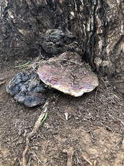 Ganoderma lucidum