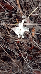 Stereospermum euphorioides