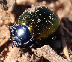 Chrysolina auripennis