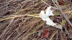 Stereospermum euphorioides