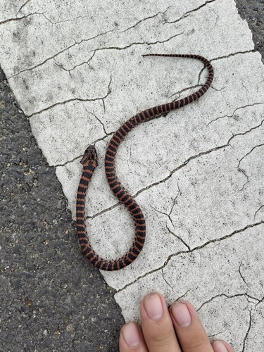 Red-banded Snake