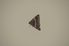 Poaphilini