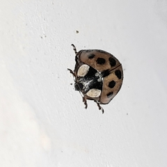 Harmonia axyridis