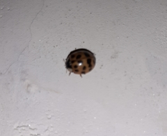 Harmonia axyridis