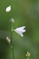 Anthericum ramosum