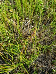 Cliffortia ferruginea