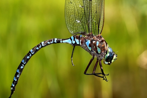 Lake Darner