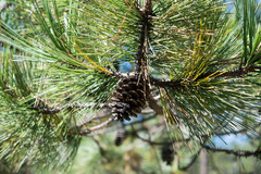Pinus cooperi