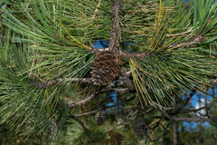 Pinus cooperi