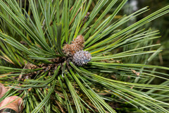 Pinus cooperi
