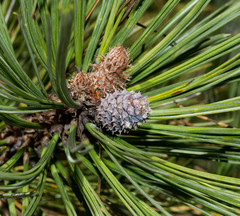 Pinus cooperi