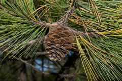 Pinus cooperi