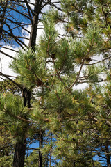 Pinus cooperi