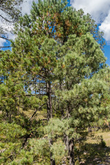 Pinus cooperi