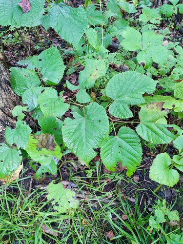 Tilia mandshurica iNat (2)