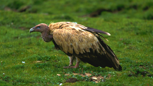 Himalayan Griffon