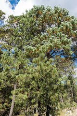 Pinus cooperi