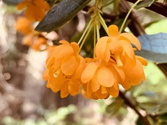 Berberis ilicifolia