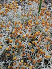 Helichrysum cochleariforme