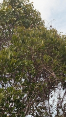 Stephanostegia