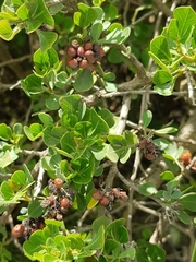 Searsia glauca
