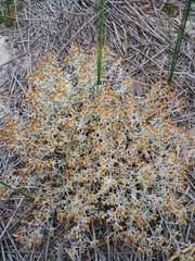 Helichrysum cochleariforme