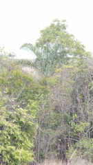 Dypsis madagascariensis