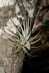 Tillandsia erubescens