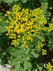 Senecio halimifolius
