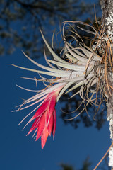 Tillandsia erubescens