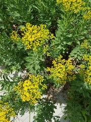 Senecio halimifolius