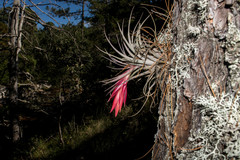 Tillandsia erubescens