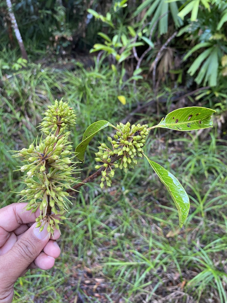 Madhuca motleyana (Madhuca motleyana)
