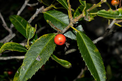 Ilex rubra