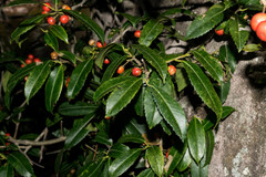 Ilex rubra