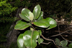 Arbutus madrensis