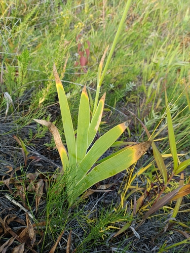 Vesper Iris (Iris dichotoma)