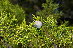 Juniperus deppeana robusta