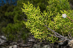 Juniperus deppeana robusta
