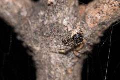 Theridion varians