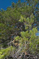 Juniperus deppeana robusta